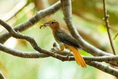 Cinnamon-Rumped Foliage-Gleaner photo 1