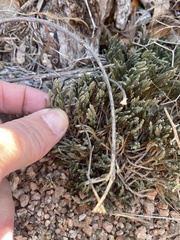 Selaginella corallina