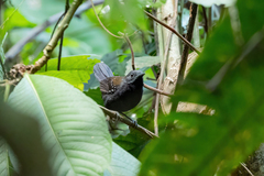 Myrmophylax atrothorax