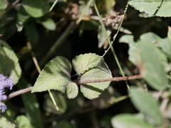 Ageratum houstonianum