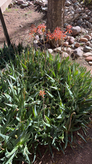 Aloe maculata