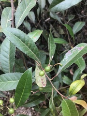Elaeocarpus reticulatus