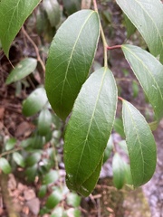 Leucothoe