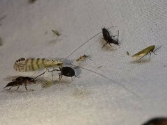 Nectopsyche exquisita