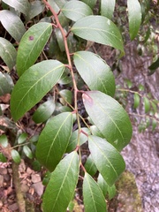 Leucothoe