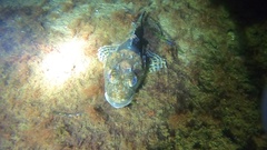 Myoxocephalus octodecemspinosus