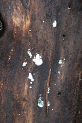 Trichoderma viride