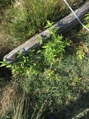 Persicaria hydropiper