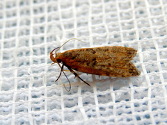 Ardozyga compsochroa