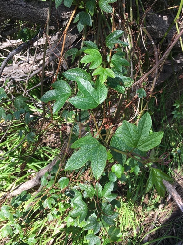 Passiflora cinnabarina (Passiflora cinnabarina)