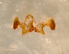 Eucosma sombreana