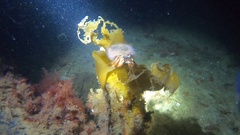 Pagurus acadianus