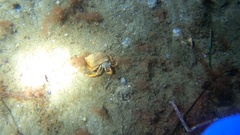 Pagurus acadianus