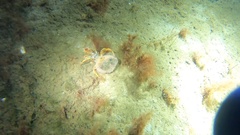Pagurus acadianus