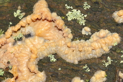 Fusicolla merismoides