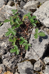 Potentilla nivea