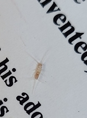 Ctenolepisma longicaudatum