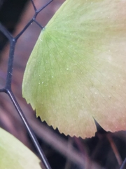 Adiantum