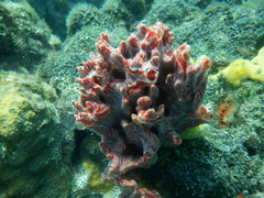 Monanchora arbuscula