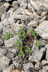 Potentilla nivea
