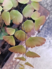 Adiantum