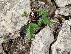 Potentilla nivea
