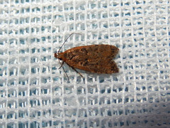 Ardozyga compsochroa