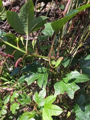 Passiflora cinnabarina