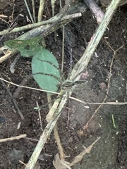 Aglaoctenus lagotis