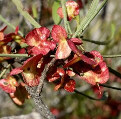 Dodonaea viscosa angustissima