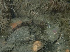 Odontopyxis trispinosa