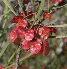 Dodonaea viscosa angustissima