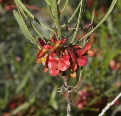 Dodonaea viscosa angustissima