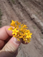 Sebaea leiostyla