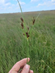 Cyperus longus