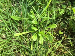 Lobelia anceps