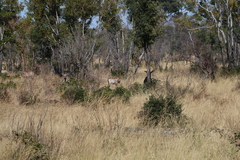 Hippotragus equinus equinus