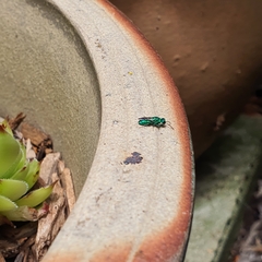 Chrysididae