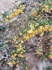 Berberis empetrifolia