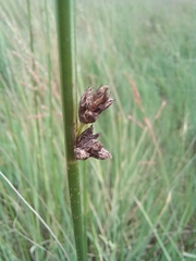 Schoenoplectus decipiens