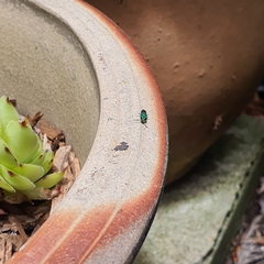 Chrysididae