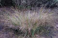 Juncus patens