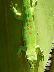 Phelsuma grandis