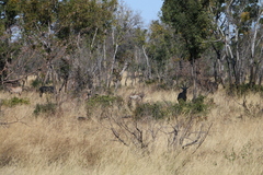 Hippotragus equinus equinus