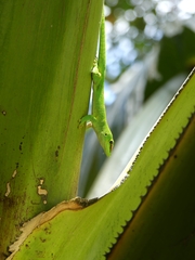 Phelsuma grandis