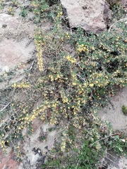 Berberis empetrifolia