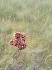 Juncus oxycarpus