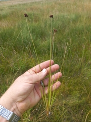 Juncus oxycarpus