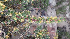 Berberis empetrifolia