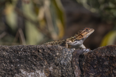Sceloporus